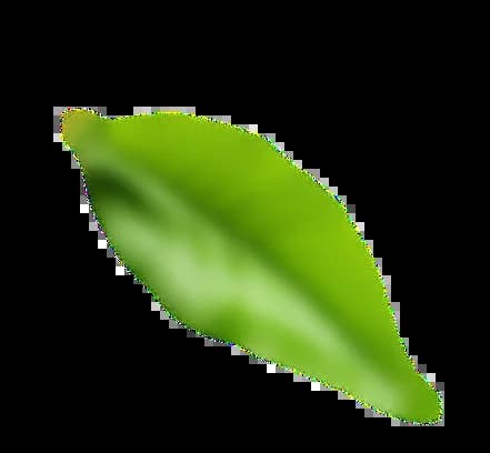 Decorative Leaf
